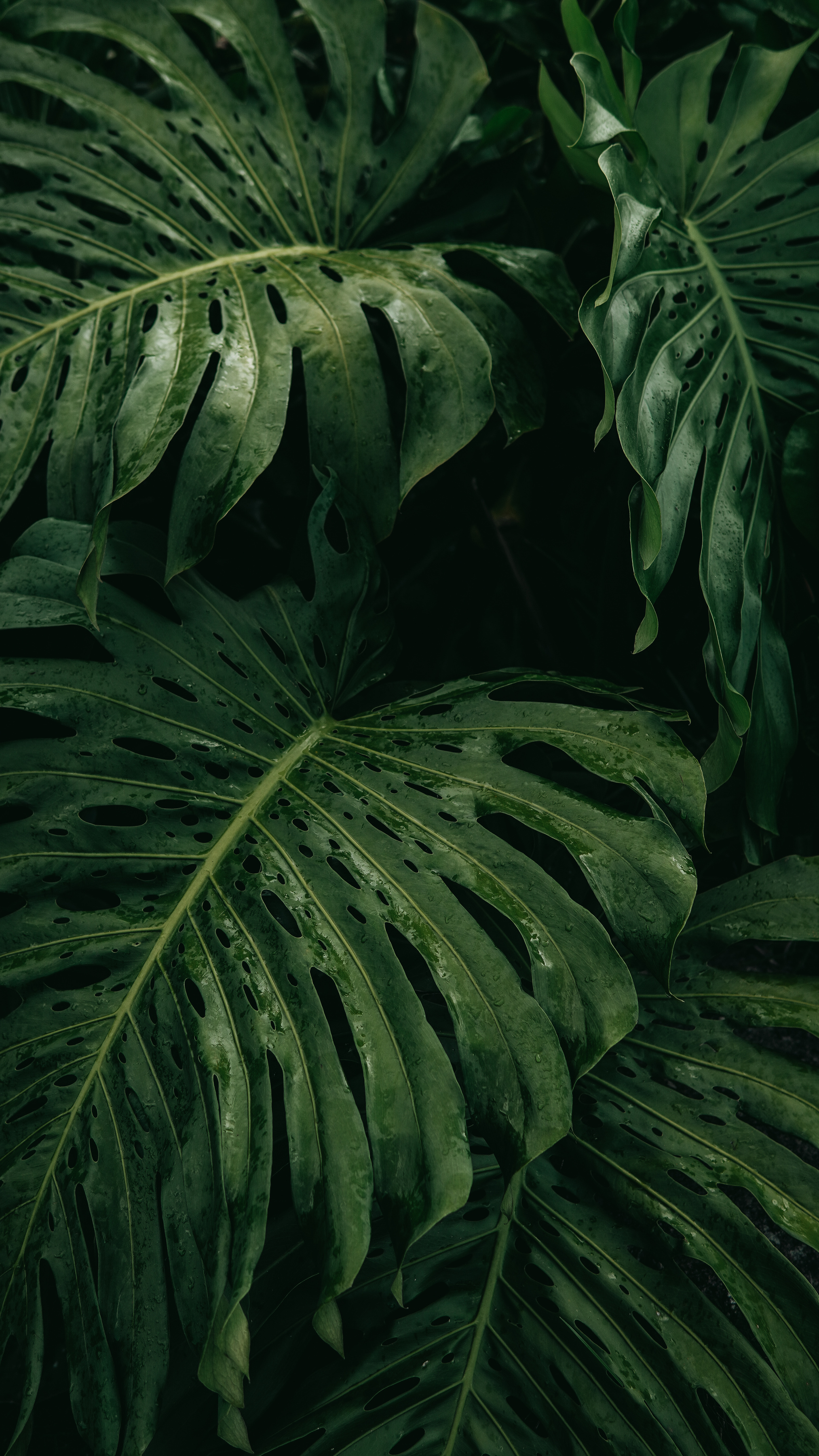 Monstera Plant Leaves